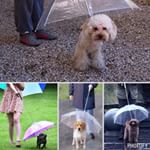 Cute doggie umbrella leash. #dogs #dogstuff